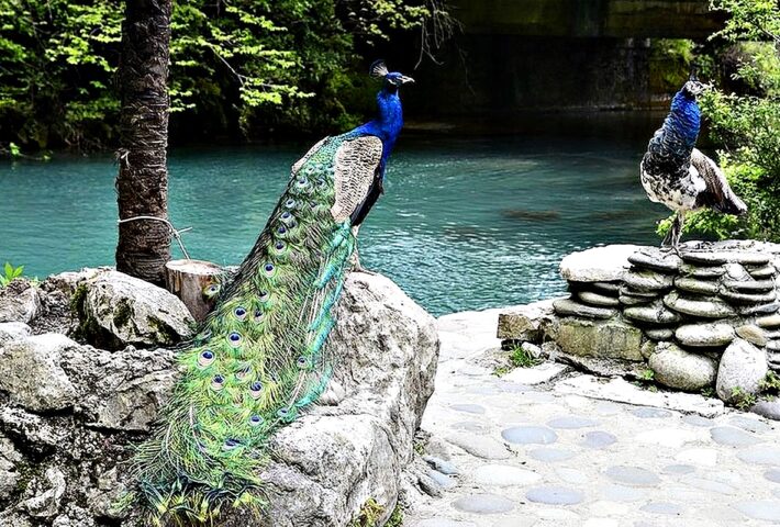 НОВЫЙ ГОД В АБХАЗИИ